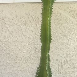  Healthy Succulents….Almost All Are In A  1Gl  Pot…$15.00 EA.. Firm 