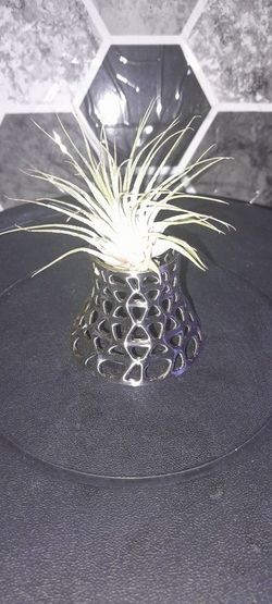 Web Vase Airplant 