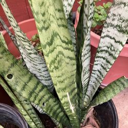 Snake Plant Big 
