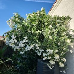  Xxl Mature White Oleander Free