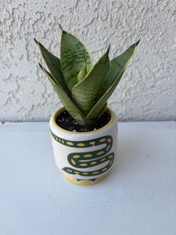 Snake Plant