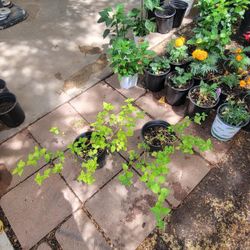 Purple Lantana Plant 