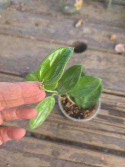 Hoya vangviengiensis.