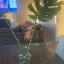 Monstera Top Cuttings
