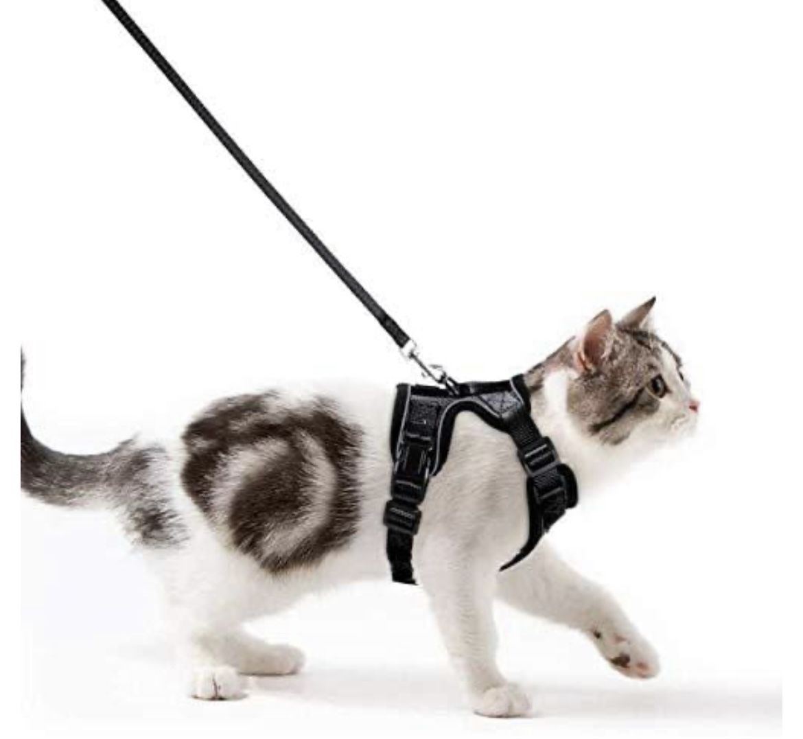 2-Cat Leashes And Harnesses