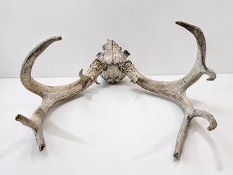 Whitetail Deer Antler Skull European Mount Natural Taxidermy Cabin Lodge Wall Decor
