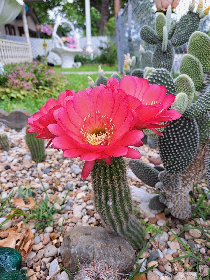 Cactus 🌵 And Succulents 