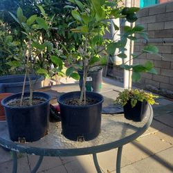 Lemon Trees 2 Years Old Blossoms THIN SHELL Mother Tree On Property