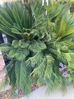 Sago Palms