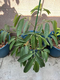 Rollinia