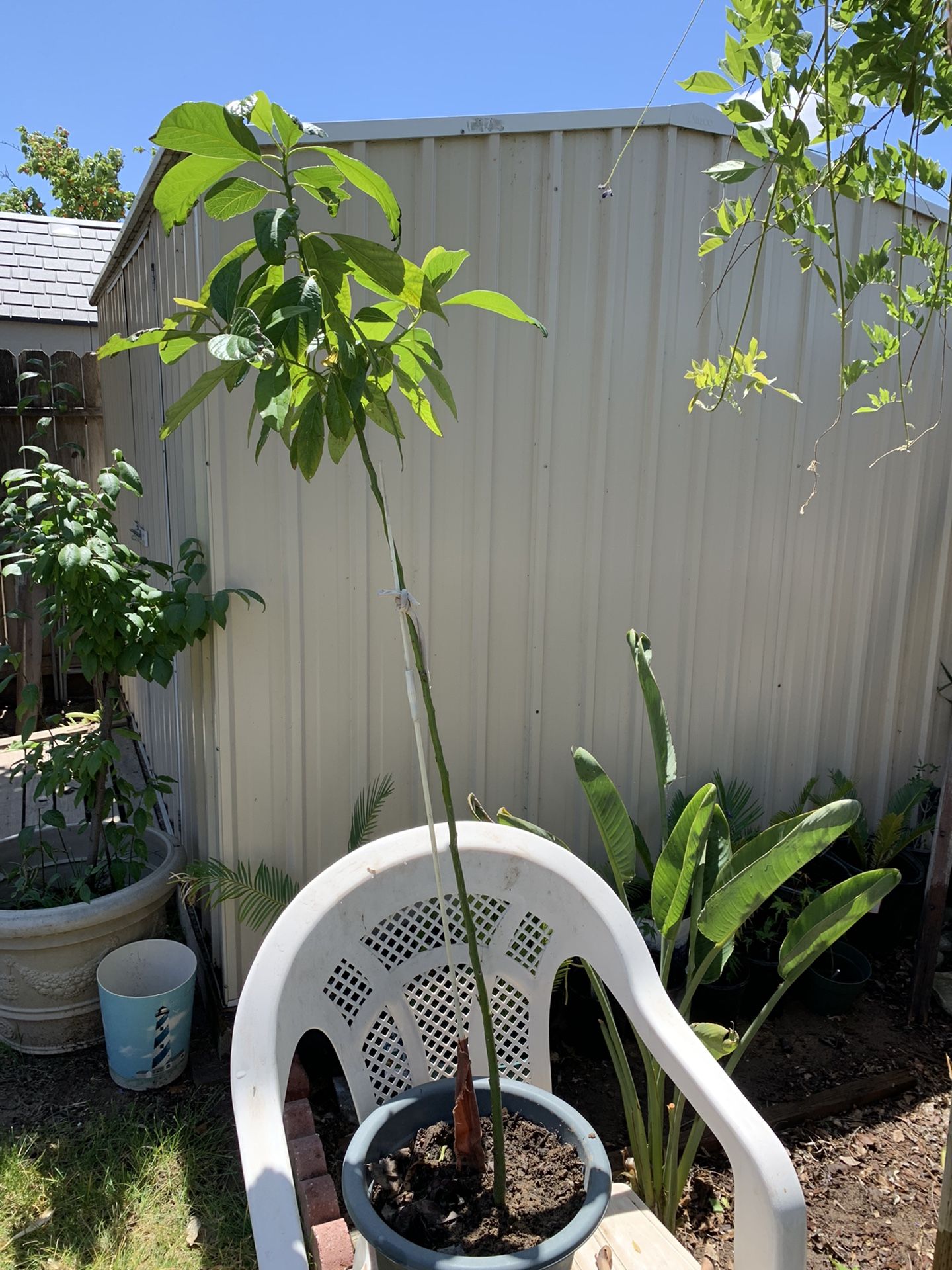 Avocado Tree - 4 Ft Tall