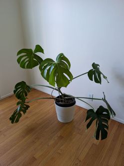 Large Monstera Deliciosa