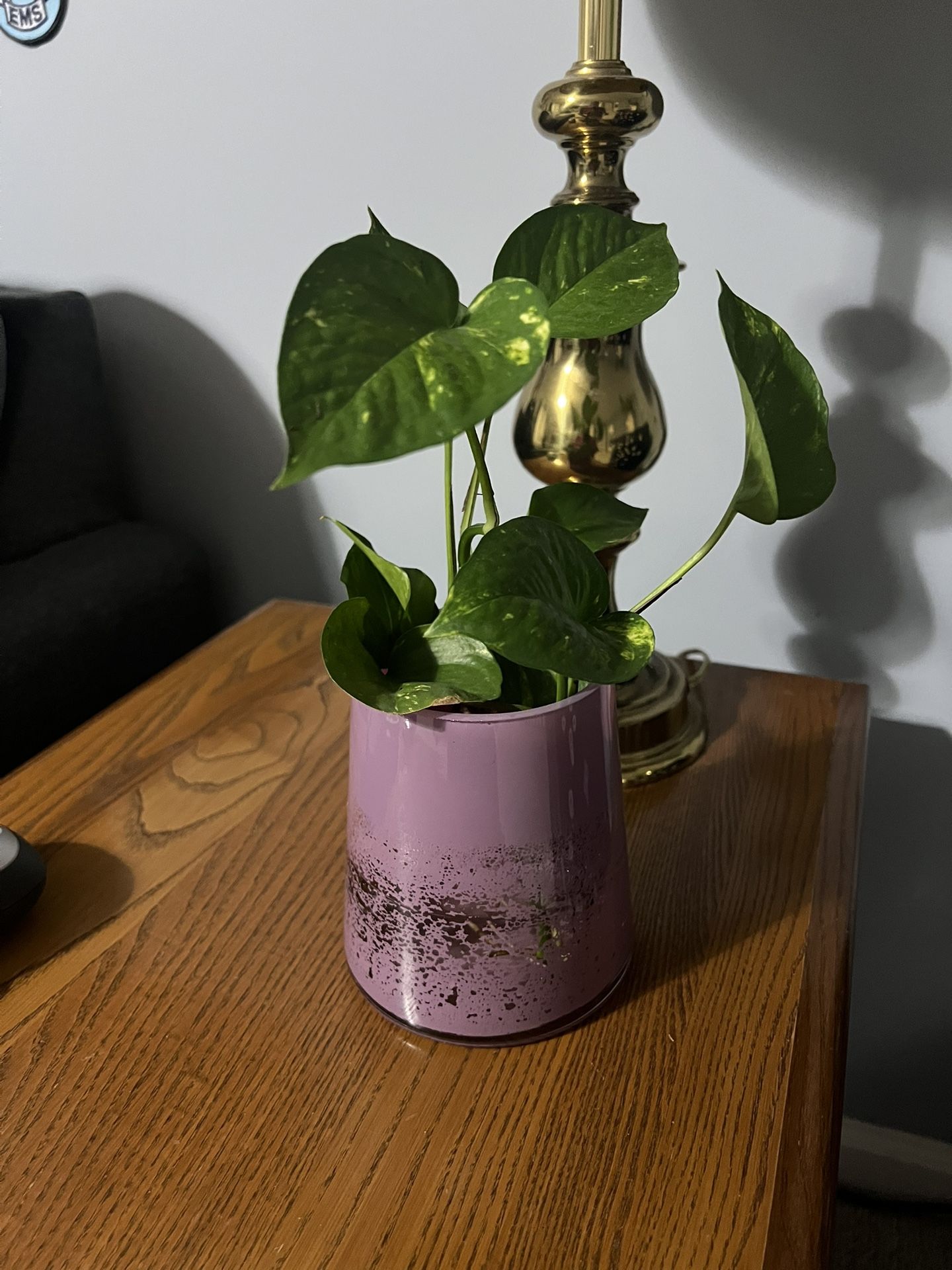 Healthy Pothos In A Vase. 🌿❤️