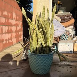 Large Mature Snake Plant in Decorative Pot – Low Maintenance