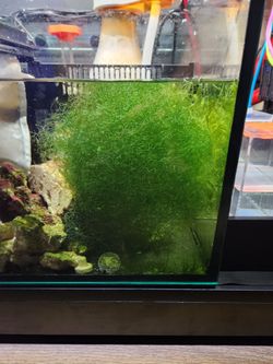 Chaeto Macro Algae