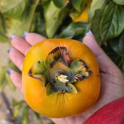 Fresh Fuyu Persimmons 