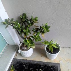 1 Succulent and 2 Bamboo Plants 