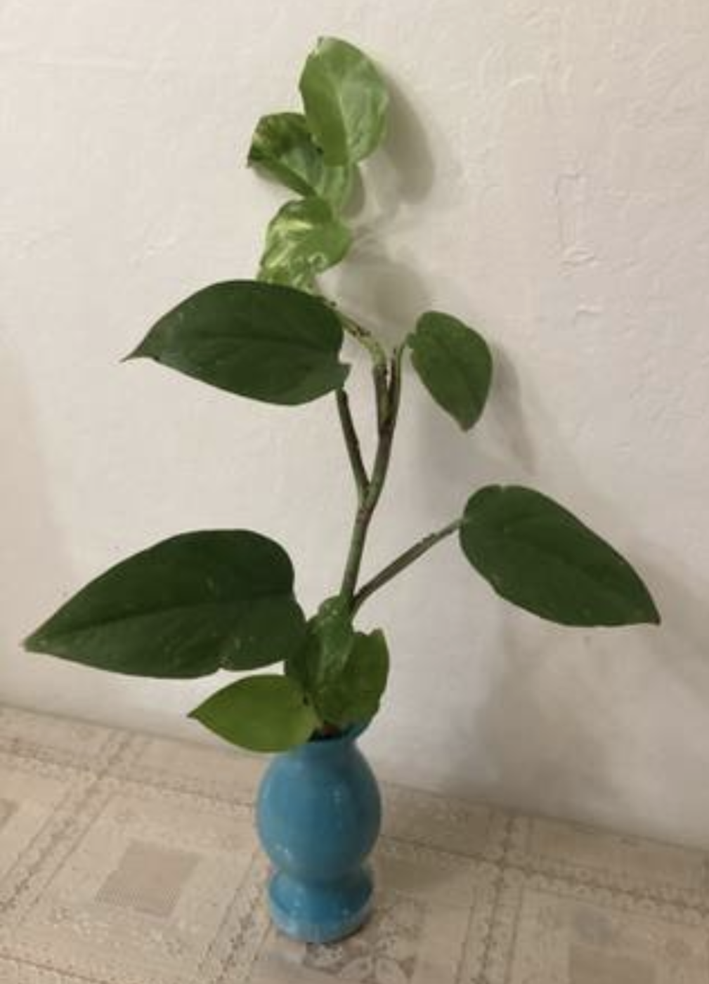Pothos plant with vase