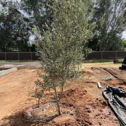 36” Box Fruitless Olive Tree 