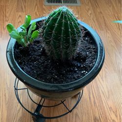 Cactus