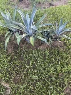 Blue Agave
