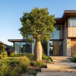 Rare QUEENSLAND BOTTLE TREE 