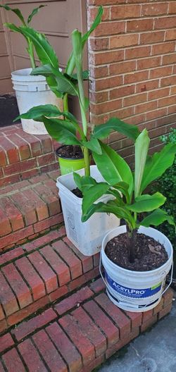 Bannana Trees  10 For Small  20 For Big