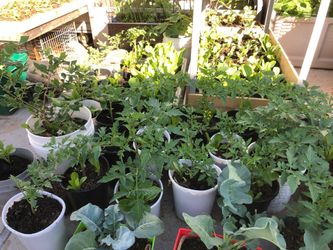 Tomato 🍅 plant 🌱 $7