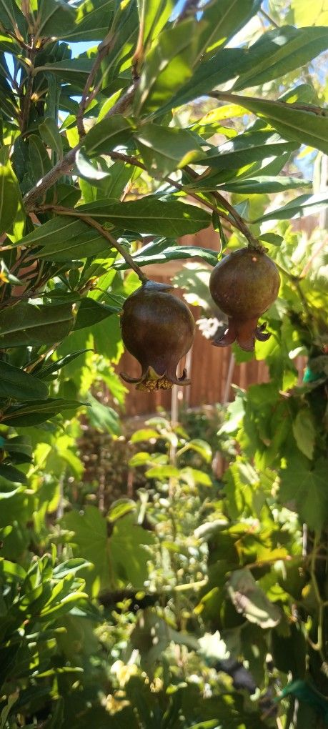 Pomegranate  Fruit Trees.