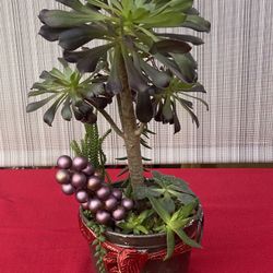 Christmas Gift That Will Grow!