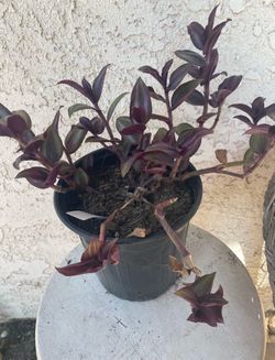 1 Gallon Pot Succulent Plant- Tradescantia Zebrina Violet - Wandering Dude - Live Succulent - Rooted & Established - Drought Resistant - 🪴