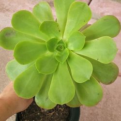 Aeonium Dinner plate In A 6" Pot