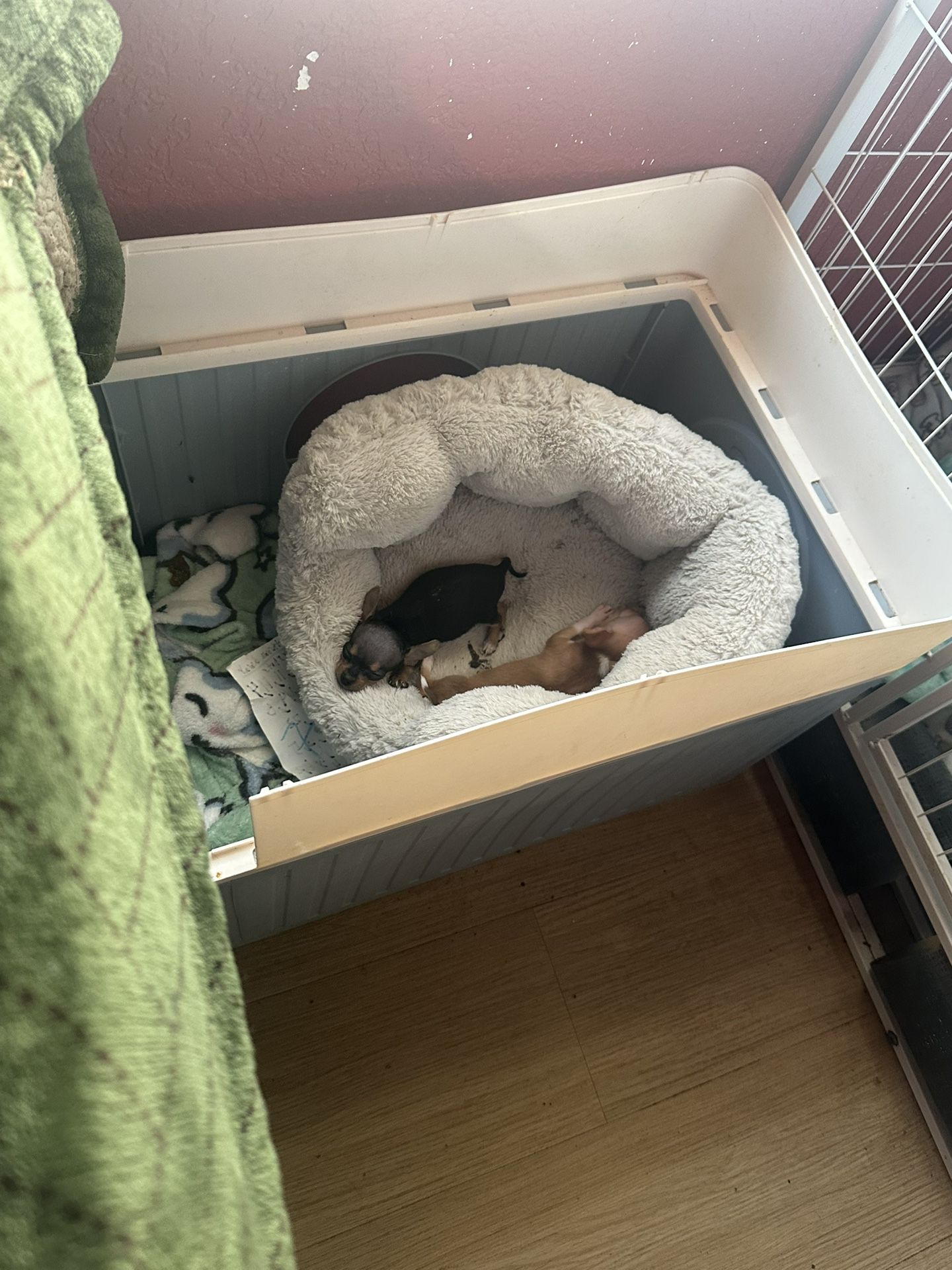 Cage For PUPS