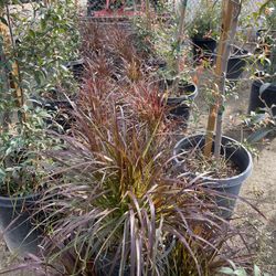 5 Gallon Fountain Grass