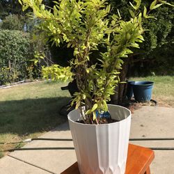 Pomegranate Tree Twist 