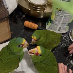 White Front Amazon Parrots