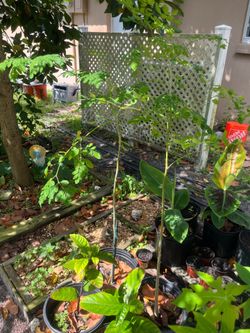 Moringa Trees