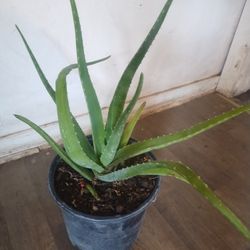Aloe Vera Plant 