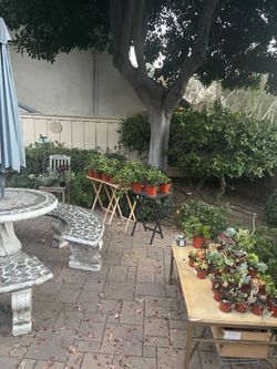 Over 50 plants moving out sale! ‼️🌵🪻🌱🪴