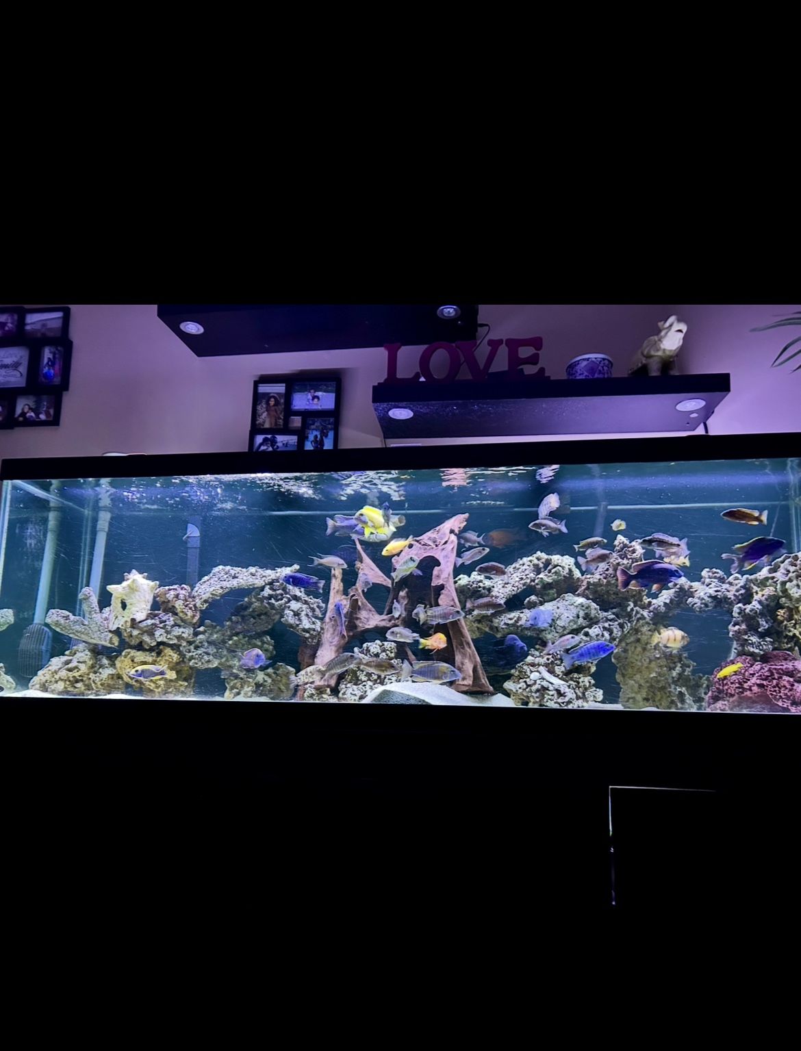 Tank Setup & Decor