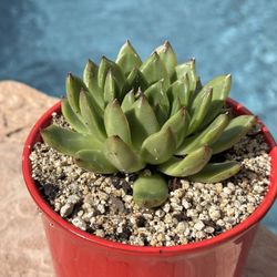 Stonemoon Succulents With Red Ceramic Pot