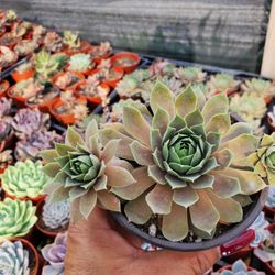 Succulent