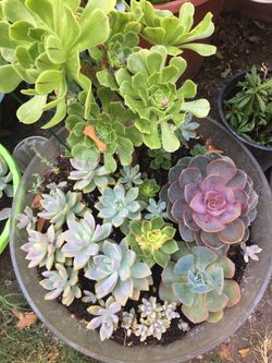 Assorted plants