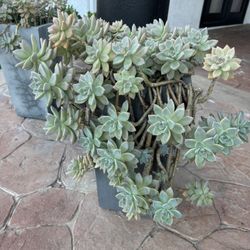 Potted Succulent Arrangement 