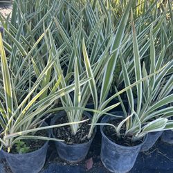 1gal Shrub And Bush Sale