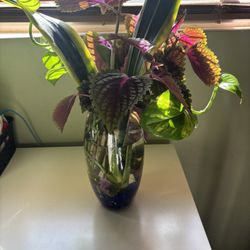 Indoor Mixed Plant Arrangements 