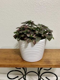 Pink polka dot plant in white ceramic pot 💞🌱