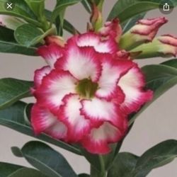 6” Bonsai Desert Rose