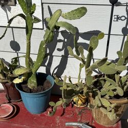 Free Cactus and Aloe Vera