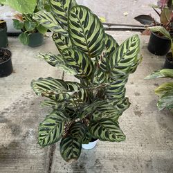 4” calathea makoyanna 